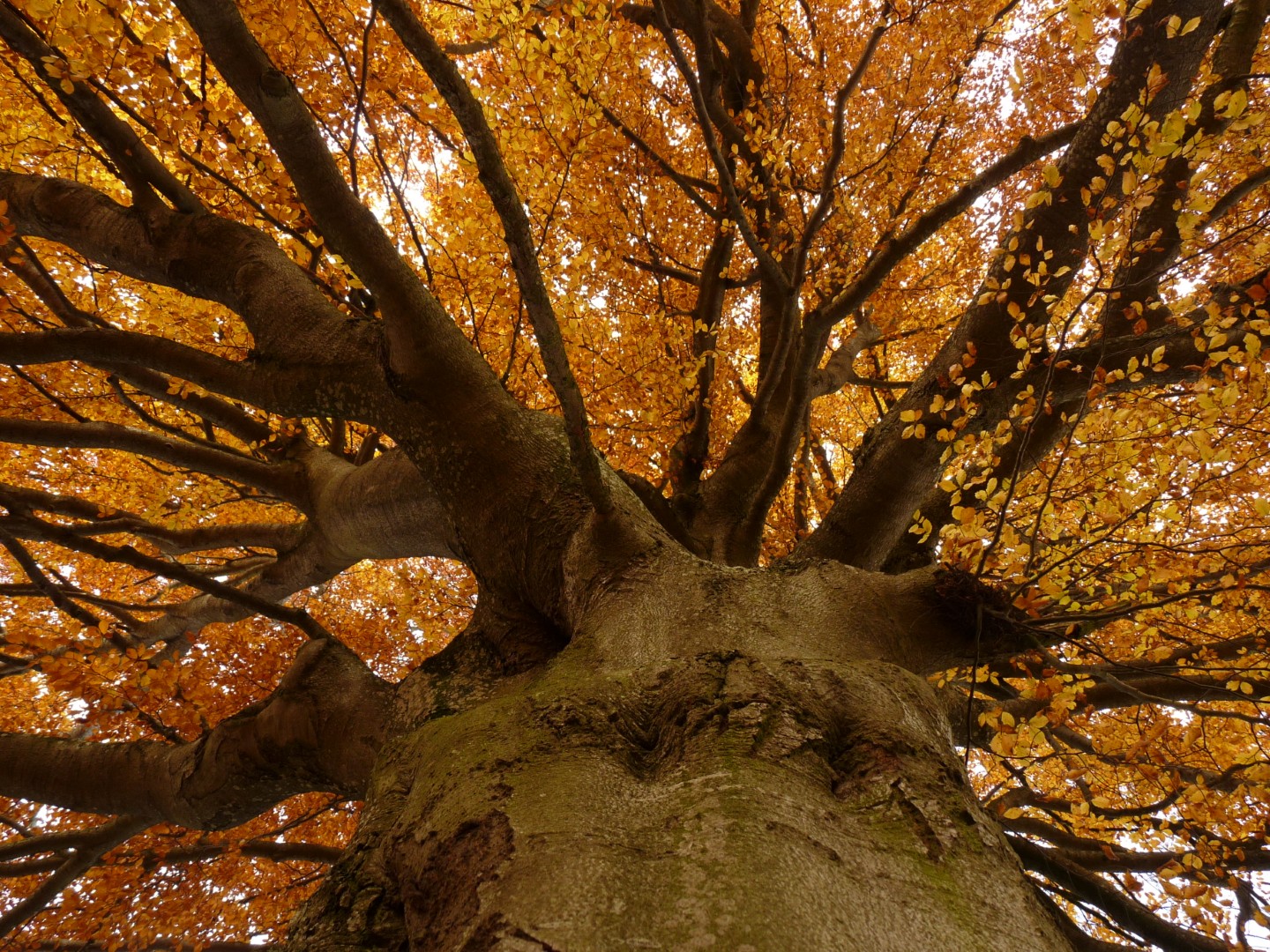 Rotbuche im Herbst