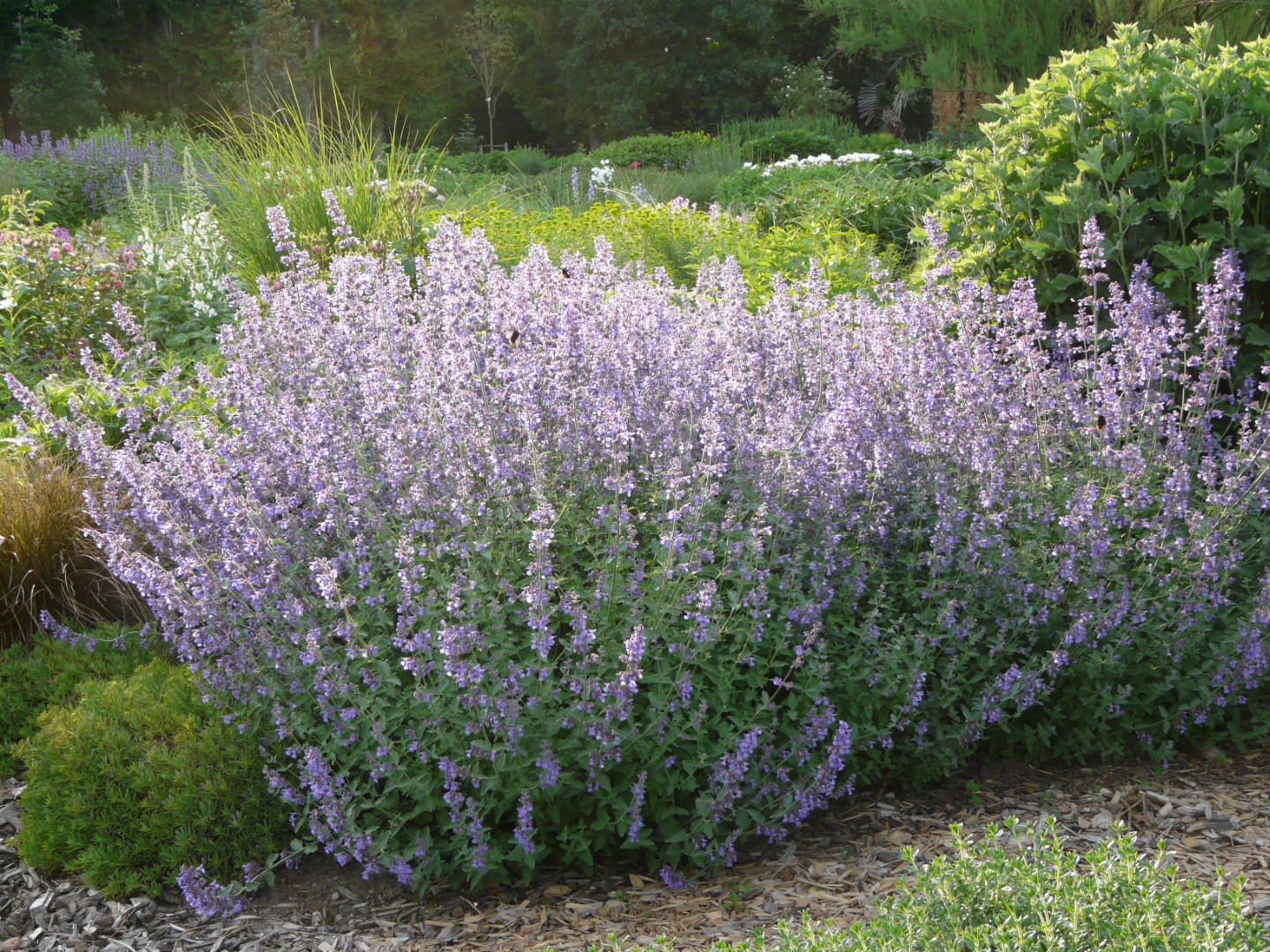 Nepeta x faassenii 'Walkers Low'Nepeta x faassenii 'Walkers Low'