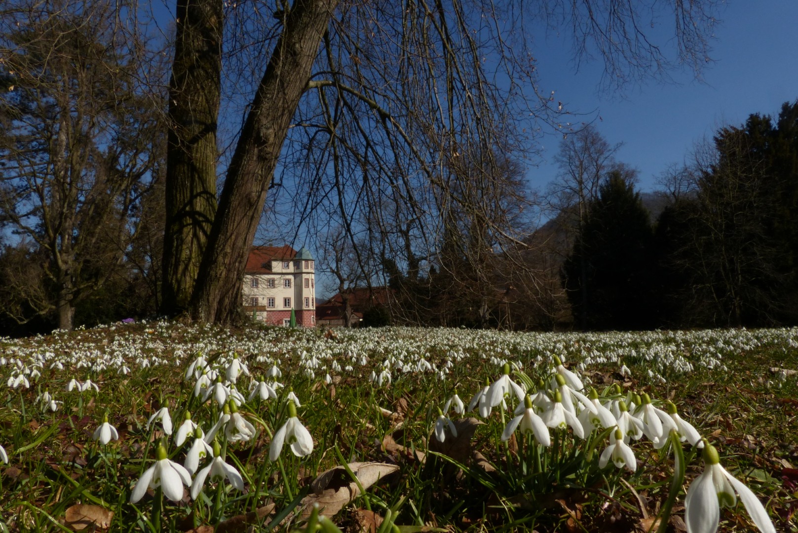 Schneeglöckchen mit Schloss
