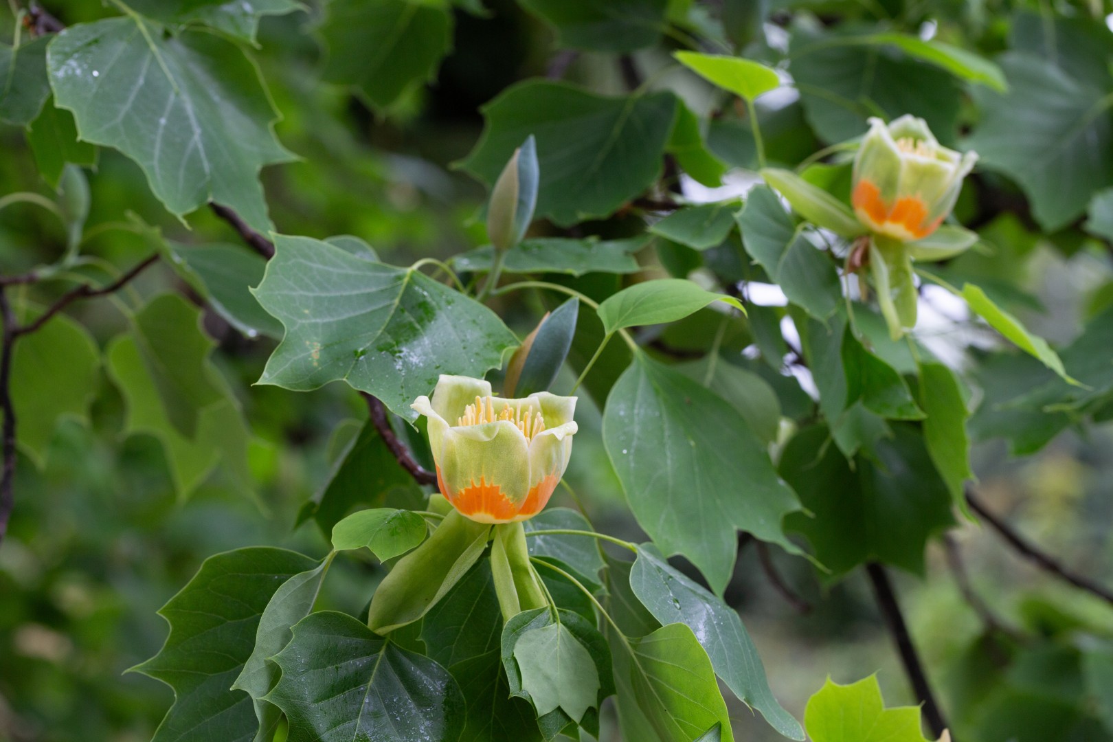 Tulpenbaum