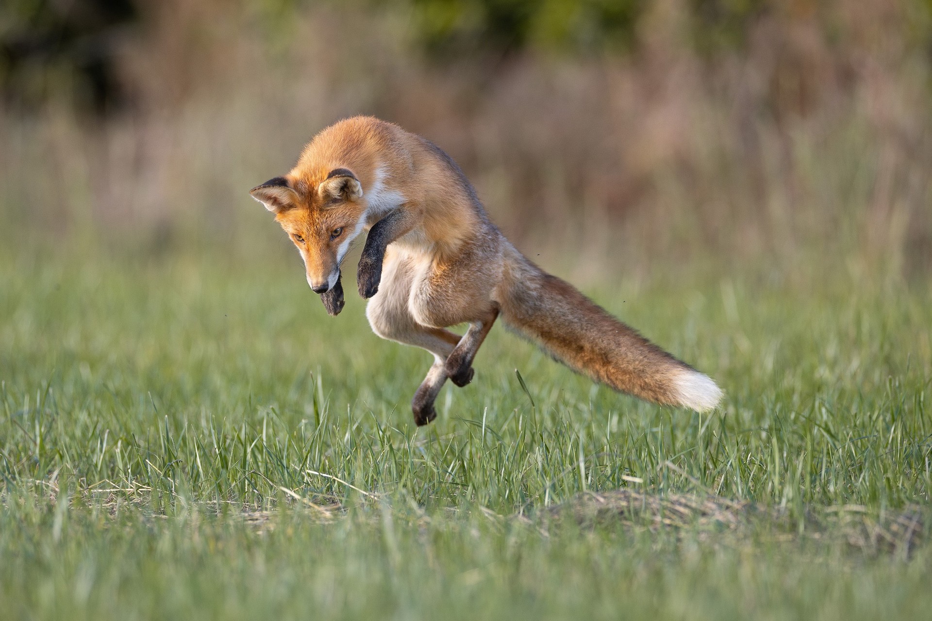 Rotfuchs auf Mäusejagd