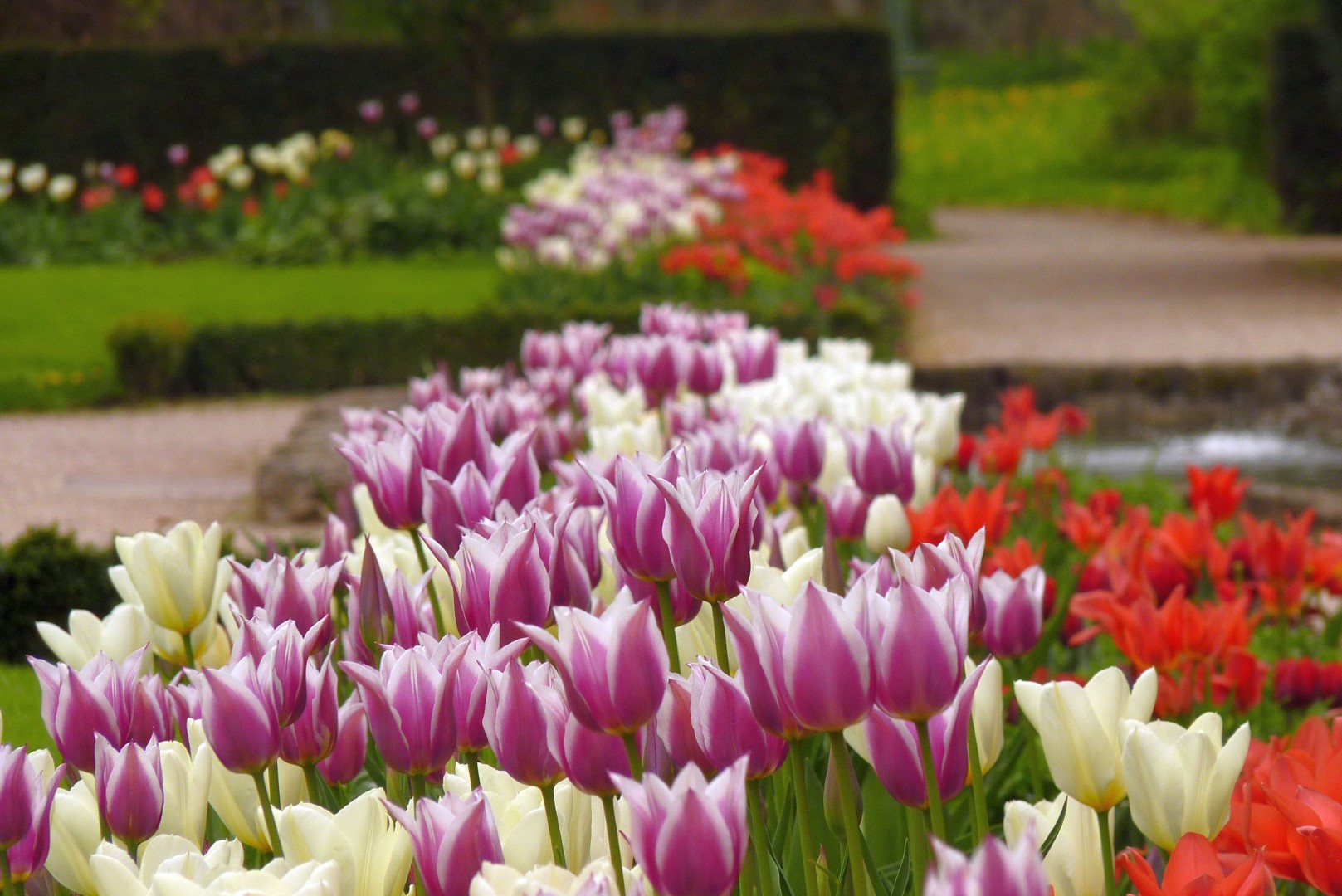 Tulpenblüten Hauptparterre