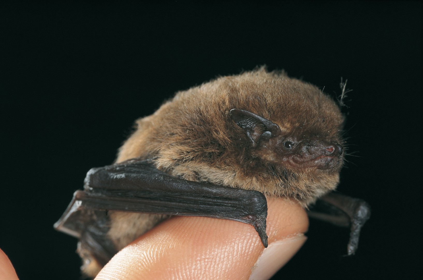 Zwergfledermaus