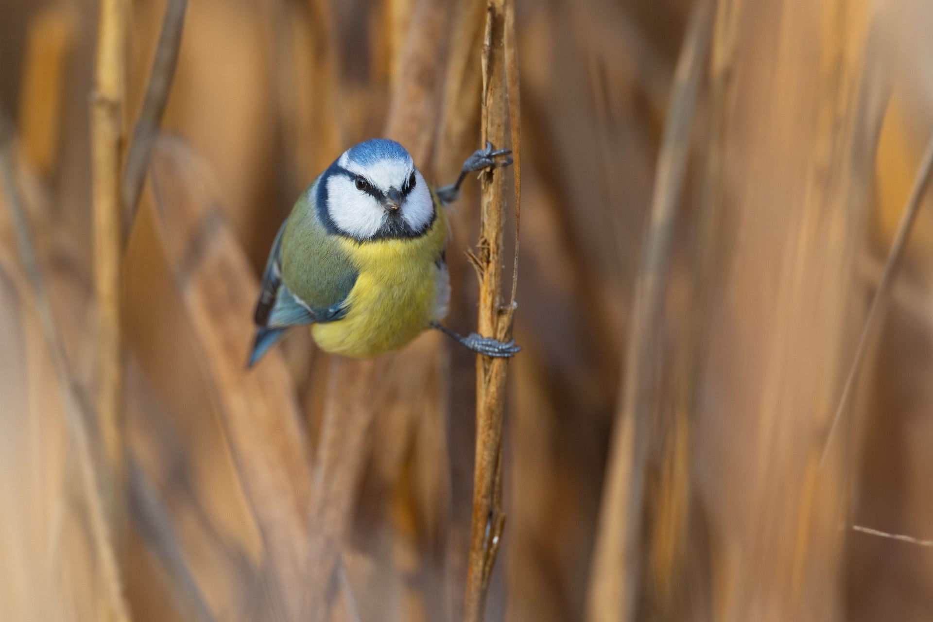Kletternde Blaumeise