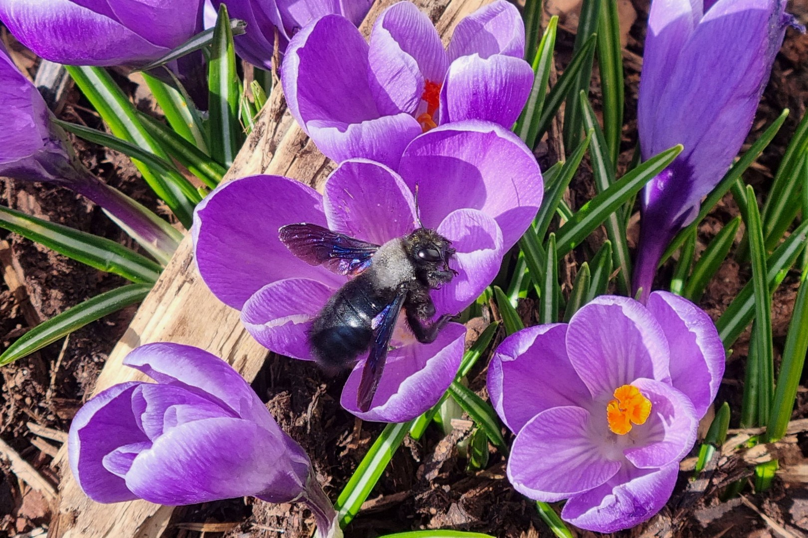 Holzbiene an Krokus