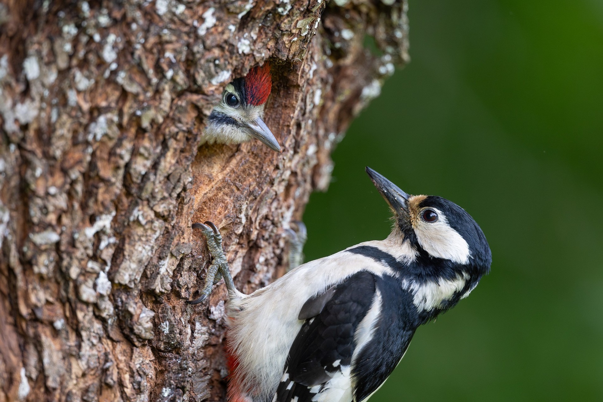 Buntspechtweibchen &amp; Jungvogel