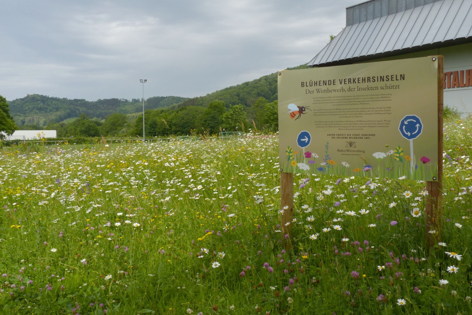 Blumenwiesensaat