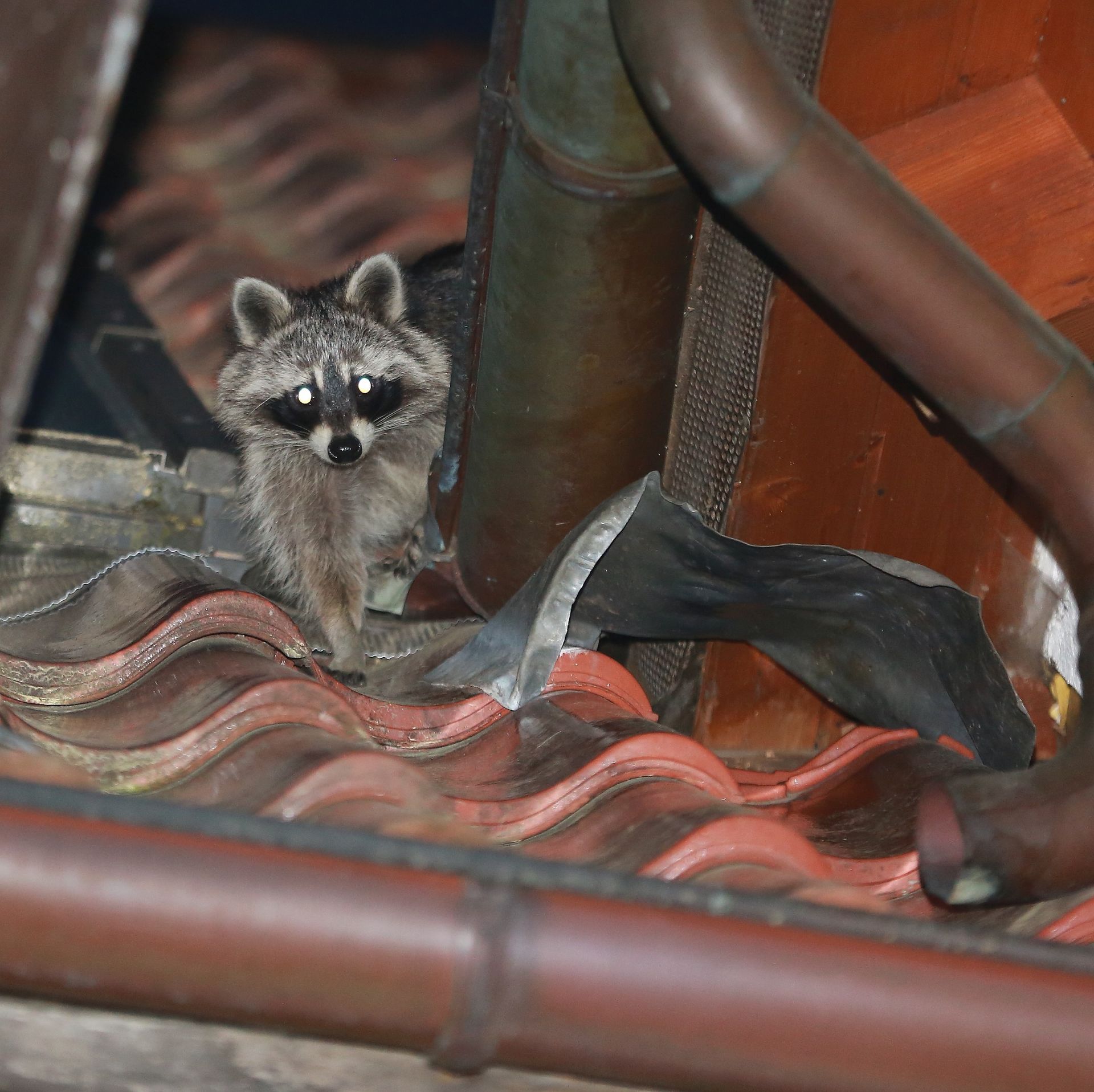 Waschbär als Untermieter