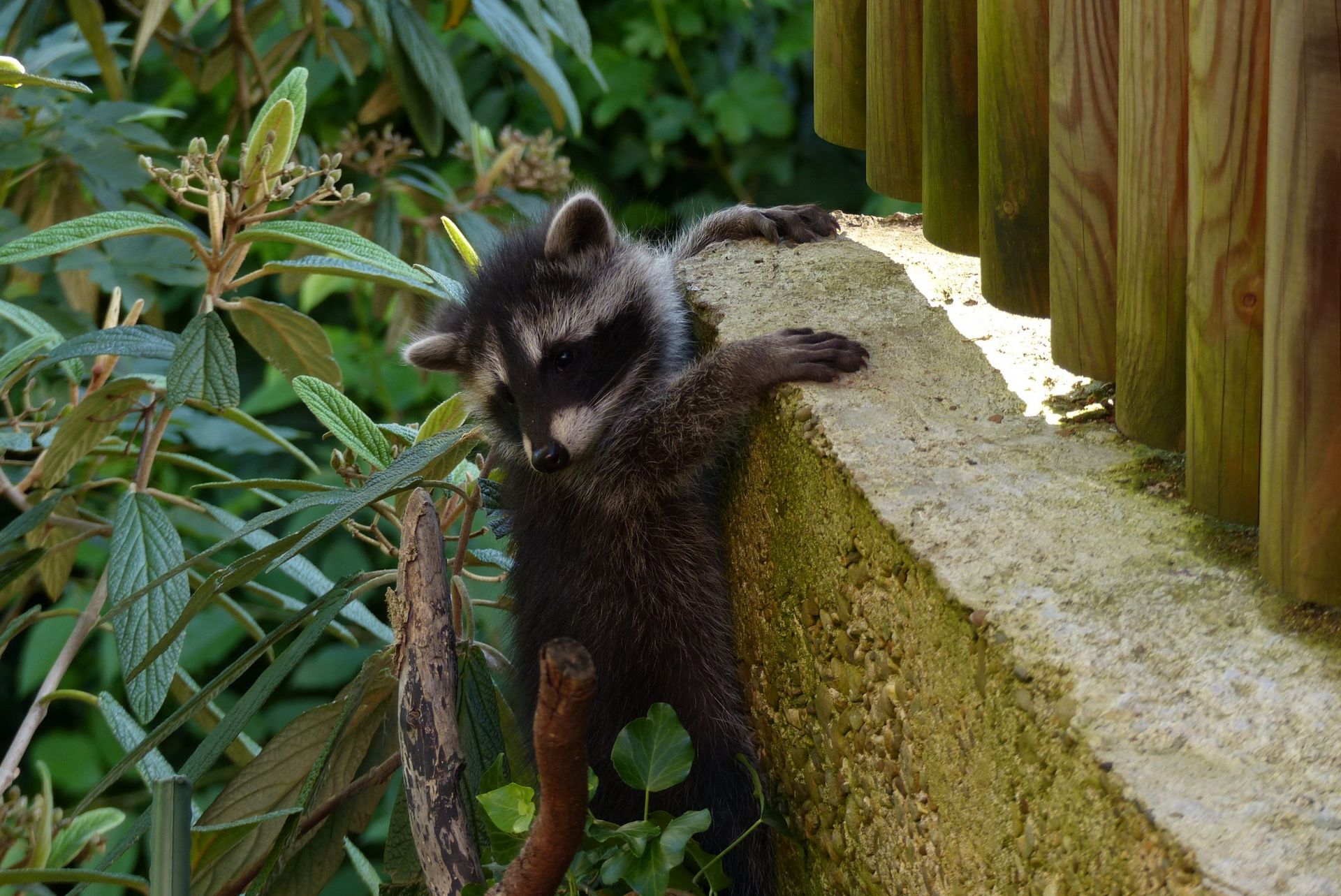 Junger Waschbär