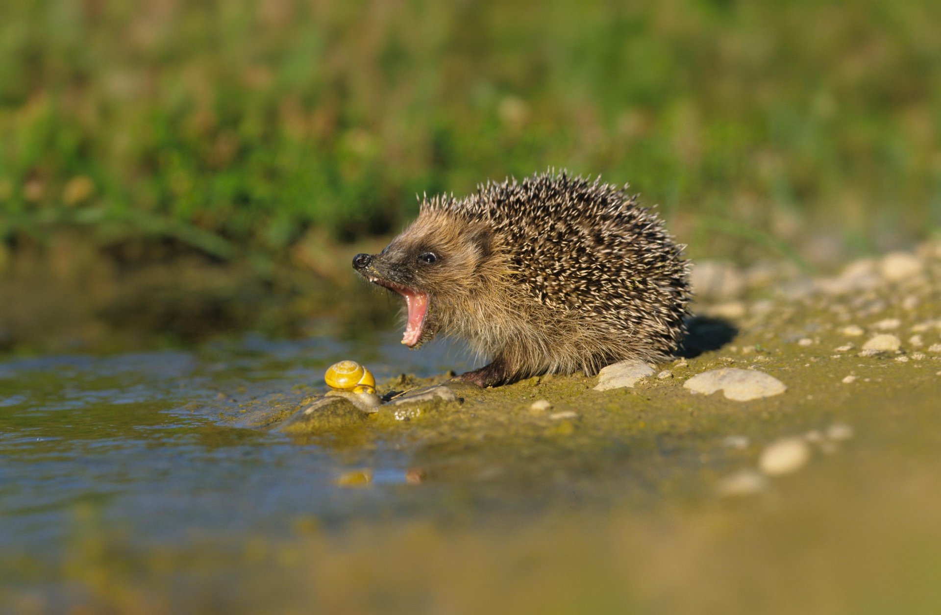 Igel