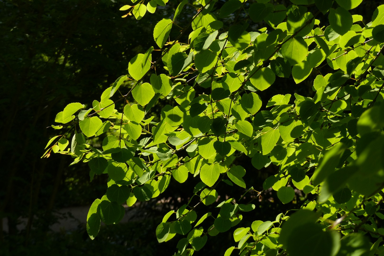 Lebkuchenbaum Blätter