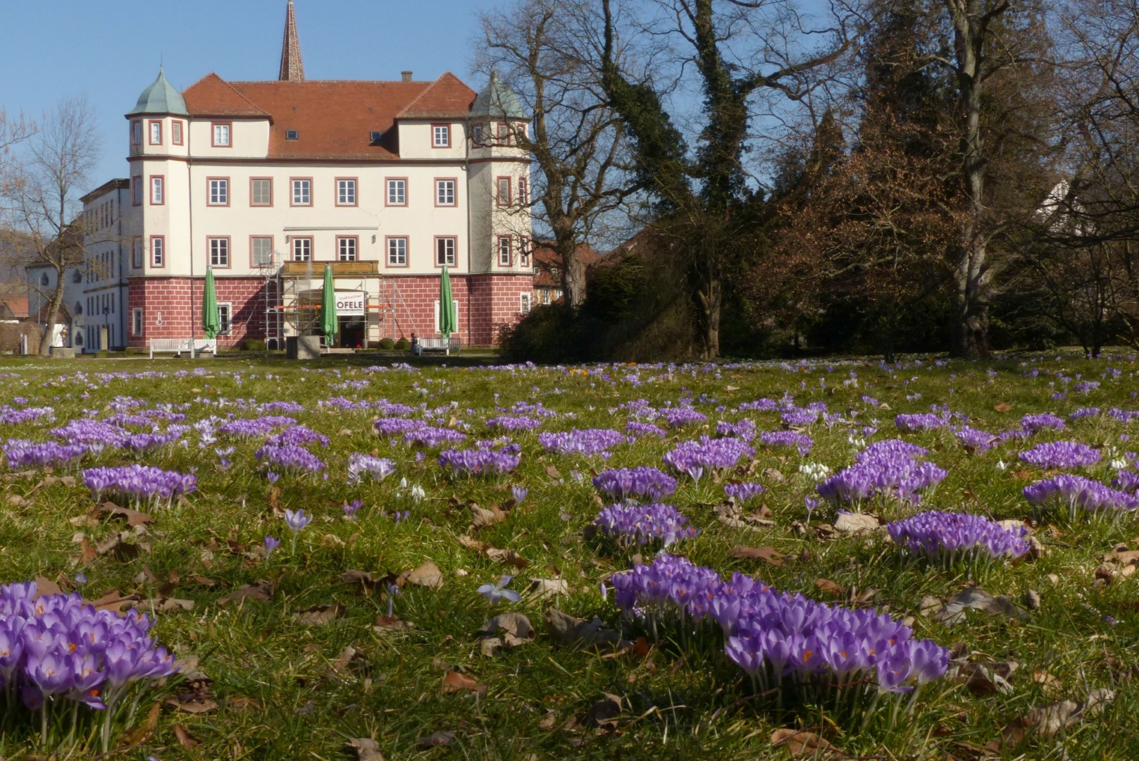 Winterlinge am Weg