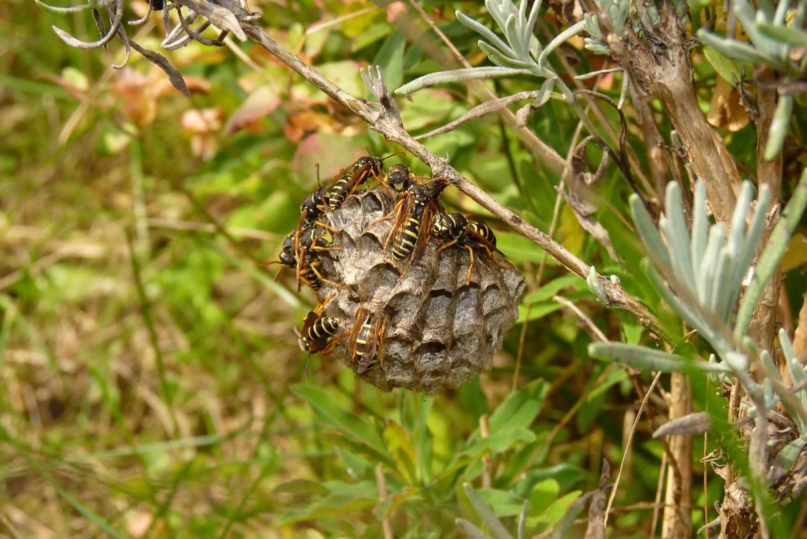 Feldwespennest an Lavendel