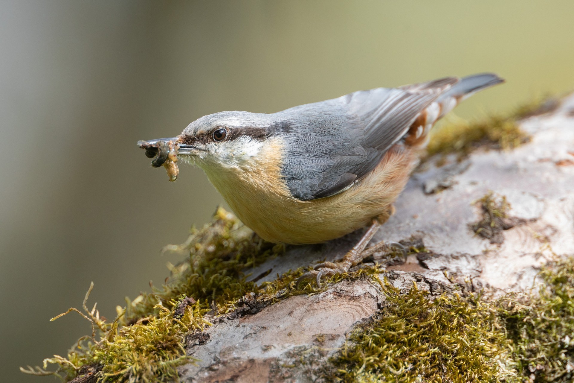 Kleiber mit Insektenbeute