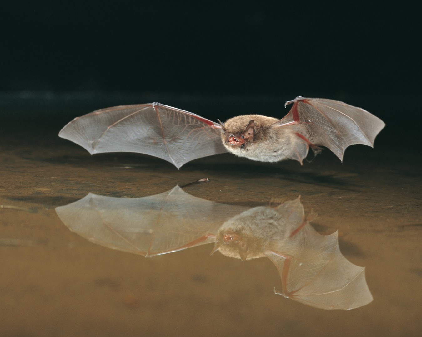 Wasserfledermaus