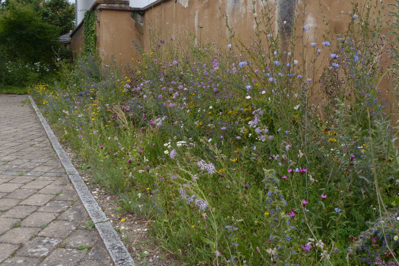 Wildbienensaum
