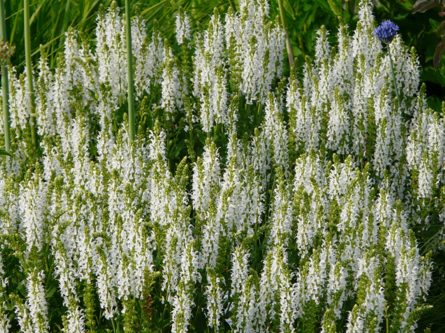 Salvia nemorosa 'Schneehügel'