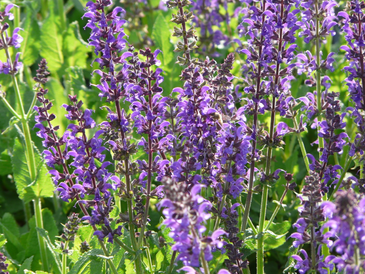 Salvia nemorosa 'Mainacht'