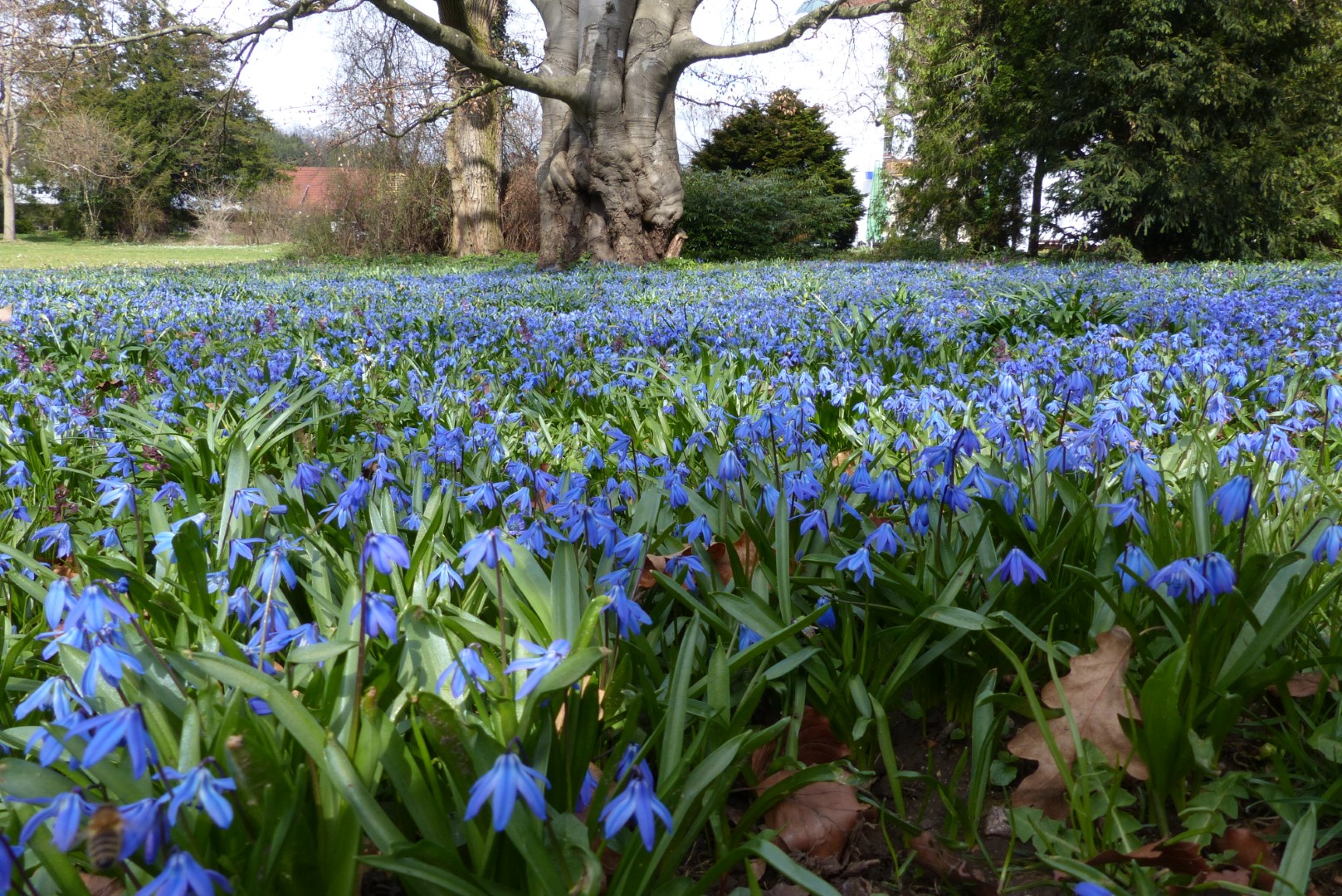 Sibirischer Blaustern
