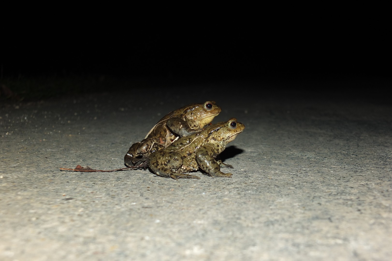 Erdkröten Laichwanderung