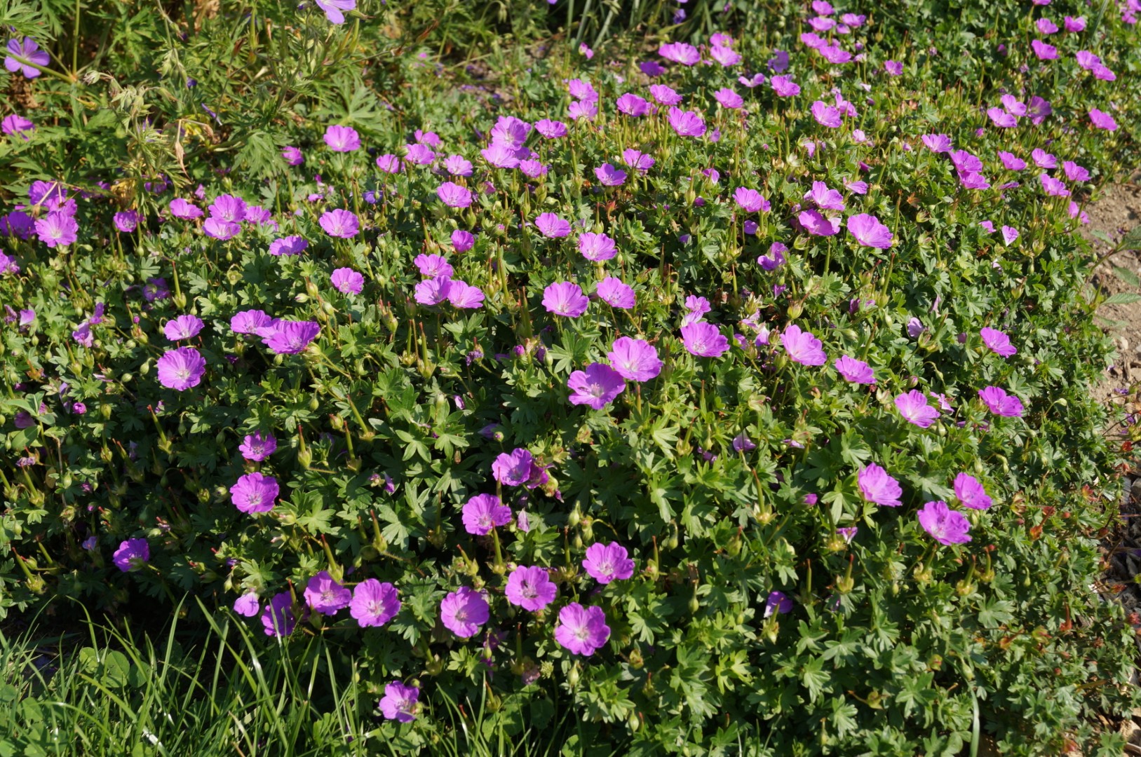 Geranium sanguineum 'Max Frei'