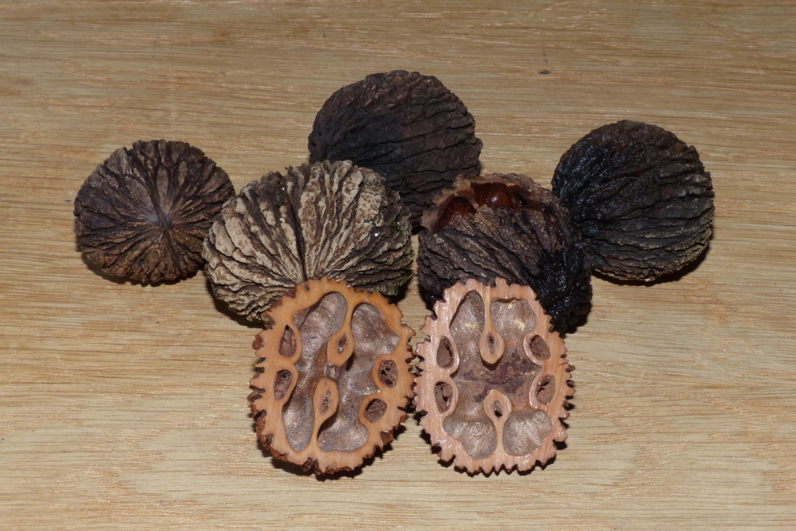 Schwarznuss Nüsse