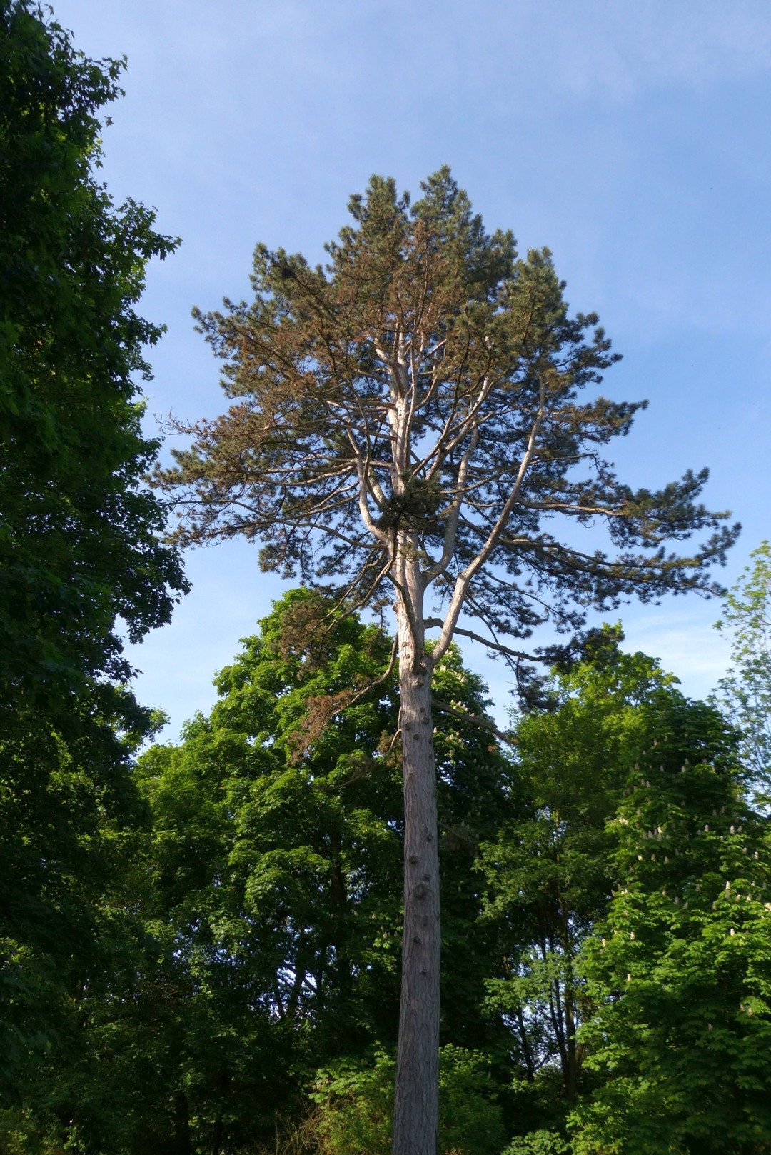 Schwarzkiefer