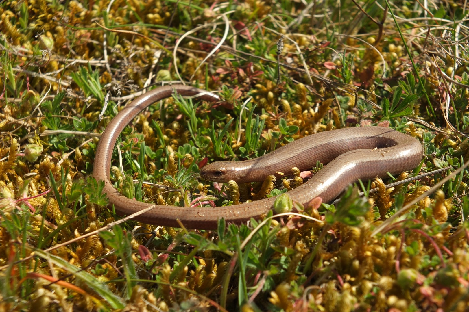 Blindfschleiche