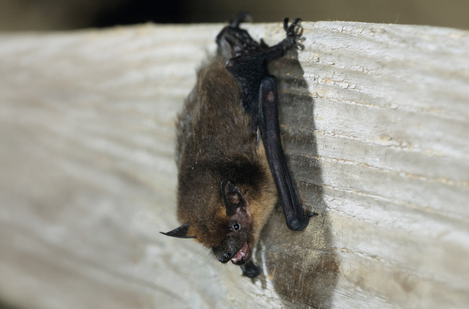 Breitflügelfledermaus hängend