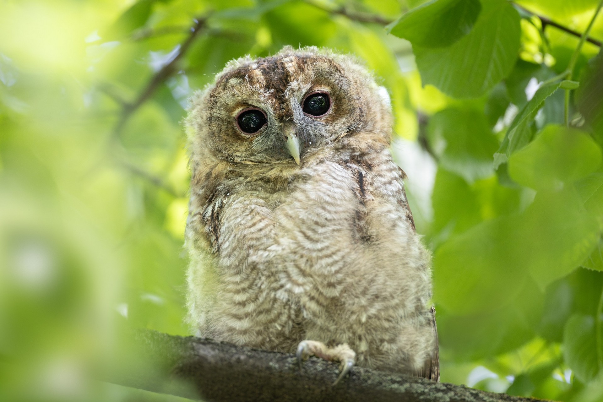 Waldkauz Jungvogel