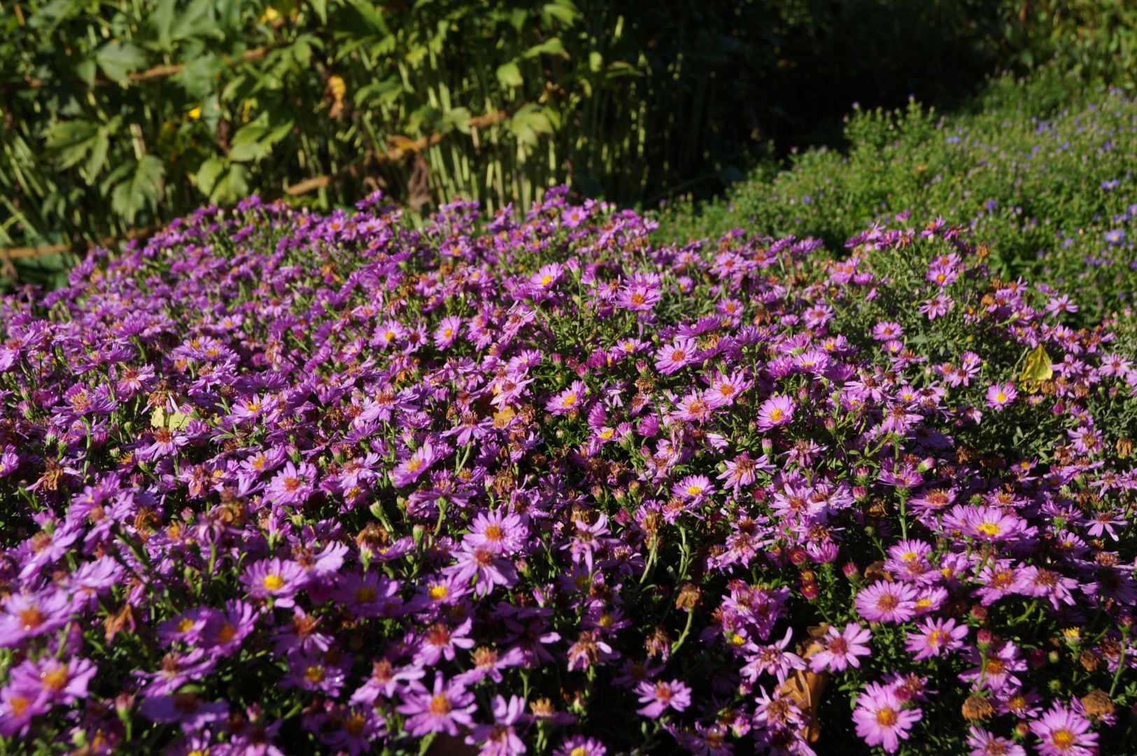 Nepeta x faassenii 'Walkers Low'Nepeta x faassenii 'Walkers Low'