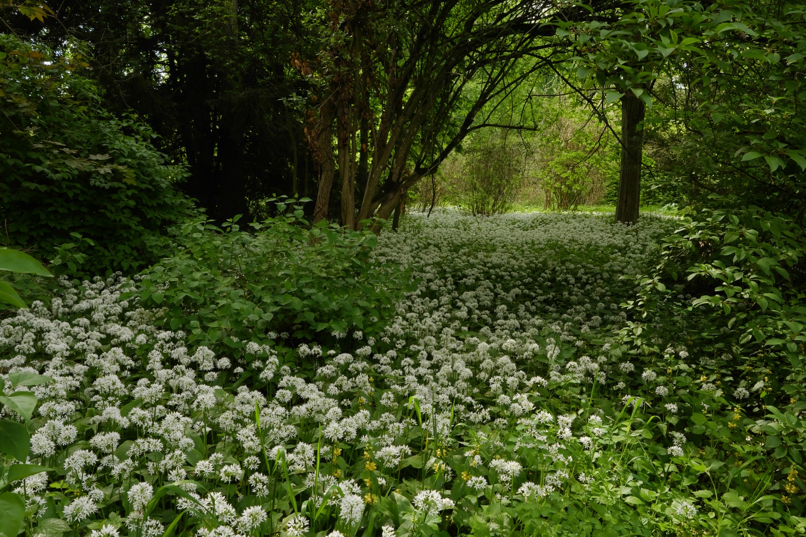 Hohler Lerchensporn